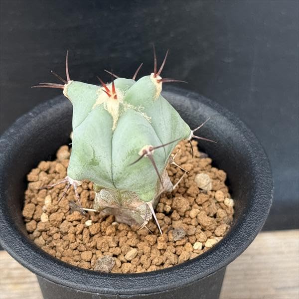 Amazon｜サボテン エキノカクタス 巌 実生｜観葉植物 オンライン通販